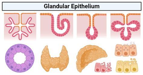 Glandular Epithelium Definition Structure Functions Examples