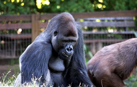 Gorilla Monkey Apes Sitting Wildlife Mammal Primate Jungle