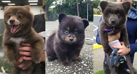 1,765 likes · 3 talking about this. 10 Super Cute Pictures of Chubby Puppies That Look Like Teddy Bears - ilovedogscute.com
