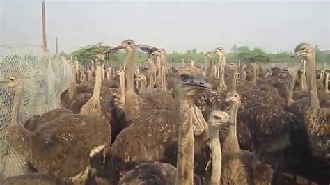Ostrich Chicks Youtube
