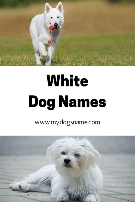 White Dog Names For White Furbabies 135 Awesome Ideas Dog Names