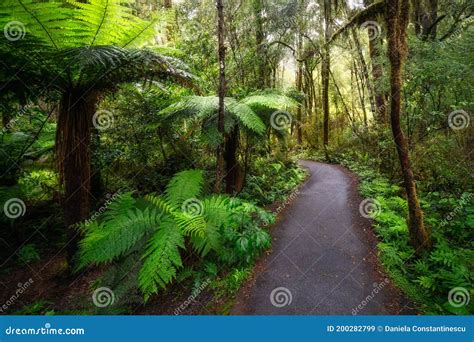 Pathway Through A Lush Rainforest In New Zealand Stock Image Image Of