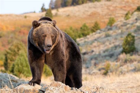 5 Most Dangerous Bear Species Beware Of These Ferocious Beasts How