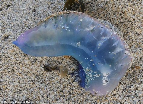 Deadly Jellyfish With Tentacles The Length Of Five London Buses Spotted
