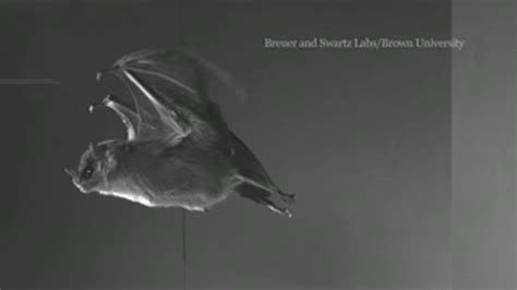Tiny Muscles Help Bats Fine Tune Flight Stif Eurekalert