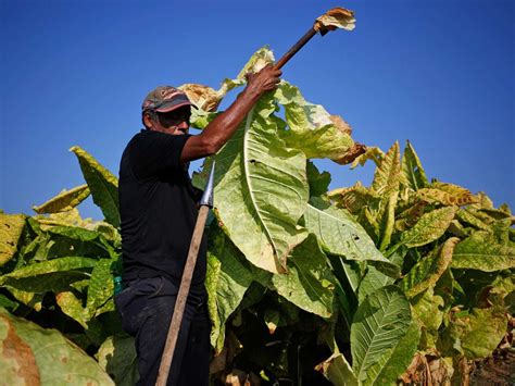 Tobacco Plant Can Help In Treating Type 2 Diabetes Arthritis And