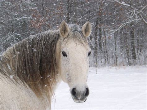 Cheval blanc gracieux, concept animal abstrait. Les fonds d'écran - La tête d'un cheval blanc sous la neige | Fond ecran cheval, Chevaux mignons ...