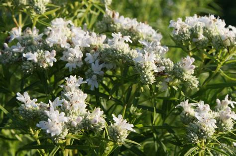 Slender Mountain Mint Pycnanthemum Tenuifolium Is A Native Perennial