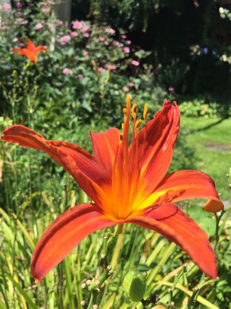 Lilien entfalten ihre schönheit nicht nur in blumensträußen sondern auch im garten oder verzieren in einen schönen kübel. Taglilie | Taglilie, Garten, Lilien