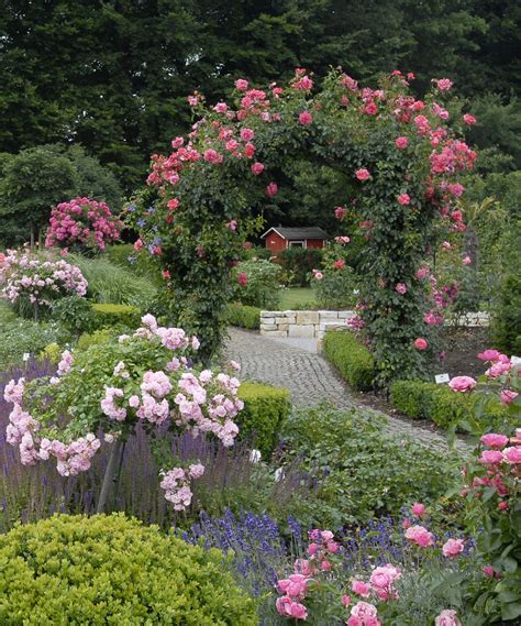 Cottage garden with Flower Carpet roses | Cottage garden, Cottage garden roses, Cottage garden ...