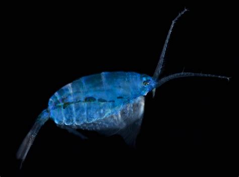 The Oceans Beautiful Hidden World Of Plankton Revealed Iflscience