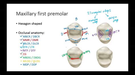 Dental Anatomy Premolars Youtube