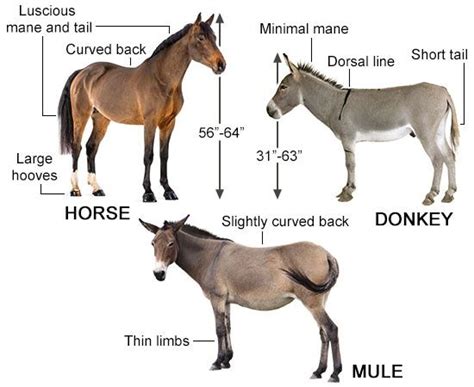 What Is The Difference Between A Mule And A Donkey