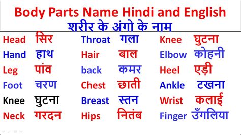 Human Body Parts Name Hindi And English Human Body Parts Meaning In