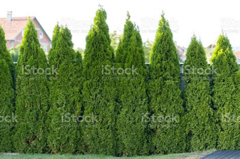 Green Hedge Of Thuja Trees Stock Photo Download Image Now American