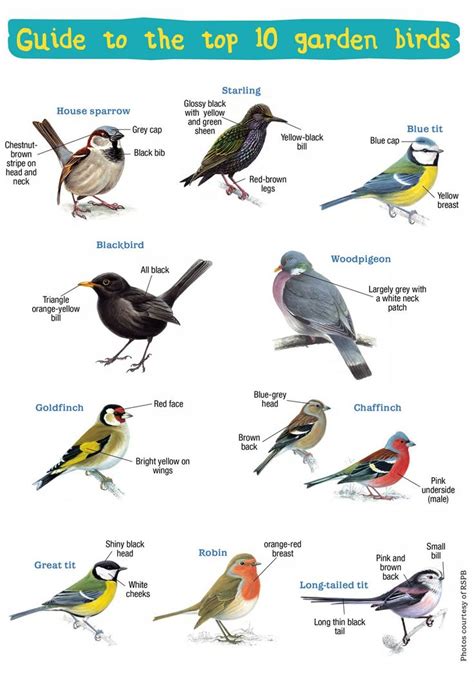 Common Bird Identifier Chart
