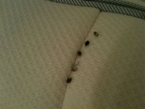 Little Tiny Black Bugs In Bed