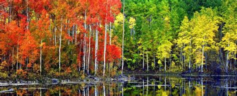 What Is Pando The Trembling Giant Largest Organism On Earth