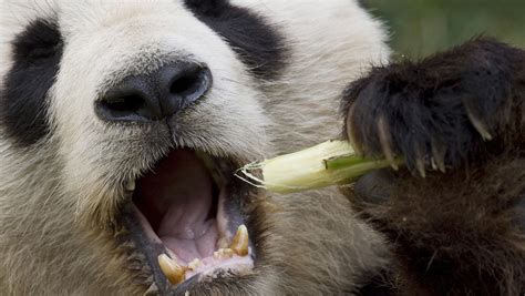 Vesztegetés Részvétel Fizika Giant Panda Teeth Kunyhó Fosztogatás