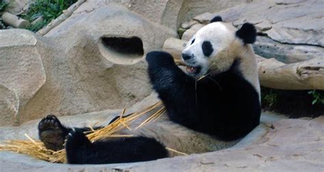 Interesting Facts About Pandas Panda Facts Panda