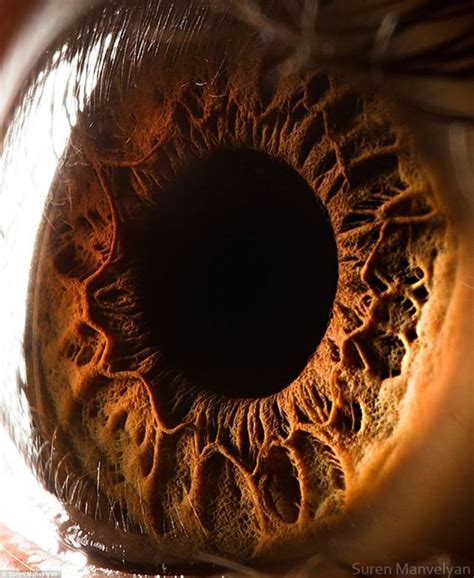 This Is How The Eye Looks Like Close Up Eye Catching This Incredible