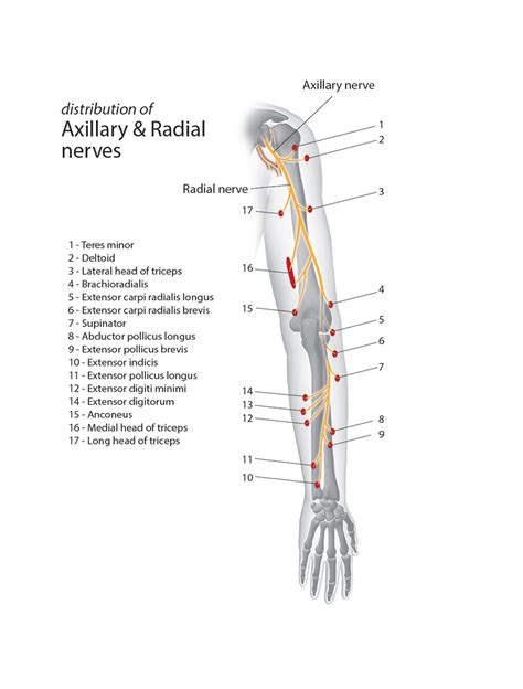 Radial Nerve Laceration Hand Surgery Source