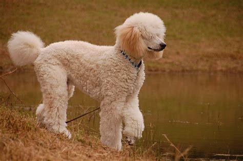 10 Most Popular Dog Breeds In The Philippines