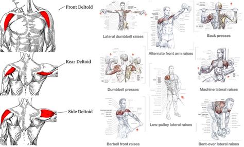 Workout Shoulder Get Healthy And Strong Today