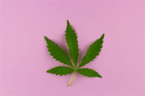 How are cannabis sativa and ruderalis crossbreeds produced? Bovenaanzicht marihuana blad op een lichte achtergrond ...