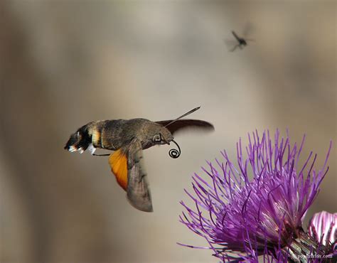 Boris Pophristov Photography Macro Hummingbird Hawk Moth