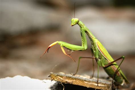 Praying Mantises In Florida What To Know About These Majestic Insects