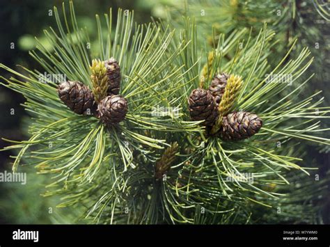 Pinus Pumila Pino Enano Siberiano Verdes