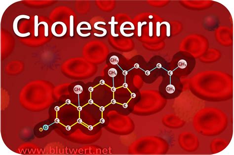 Unterschied zwischen LDL- und HDL-Cholesterin