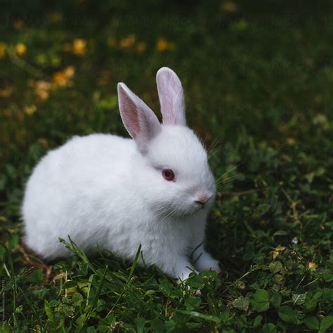 Surprisingly, few of these questions have to do with rabbit care or the breeds i raise. White baby rabbit by Brkati Krokodil - Easter, Rabbit ...