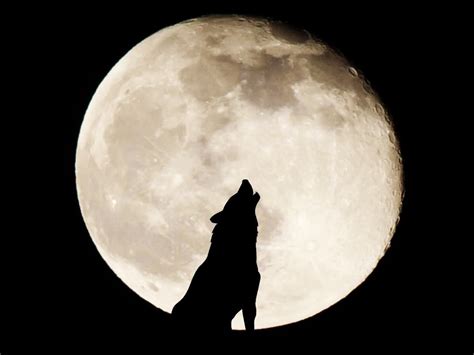 Januarys Full Wolf Moon And Why Its Namesake Howls When To See It