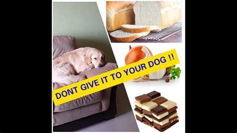 Surely, if they're unfortunately, that's not the case, and some fruit can be extremely harmful to your dog. HARMFUL FOOD YOUR DOG SHOULD NEVER EAT ! - YouTube