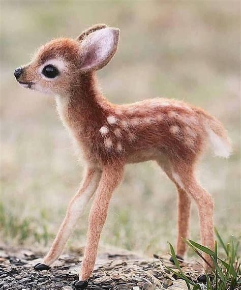 The 100 Cutest Animals Of All Time List Inspire Cute Animals Baby
