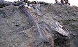 Photos of World''s Largest Dinosaur Fossil