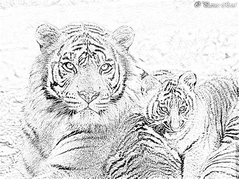 Coloriage Mandala Animaux Tigre Coloriage Tigre Mandala