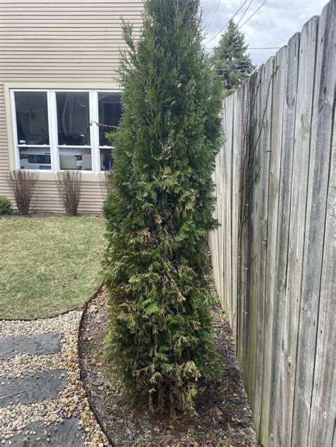 Emerald Green Arborvitae Dying In The Ask A Question Forum