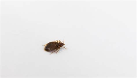 Bed Bugs Archives Colonial Pest Control