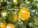 Citrus limon Lemonicious | Wholesale Nursery - Nurseries in Melbourne ...