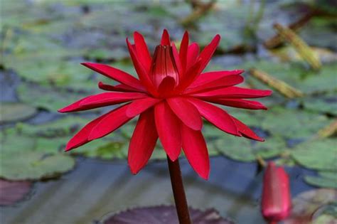 Nymphaea ‘red Flare International Waterlily Collection
