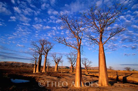 Boab Trees On Kimberley Plateau Theo Allofs Photography