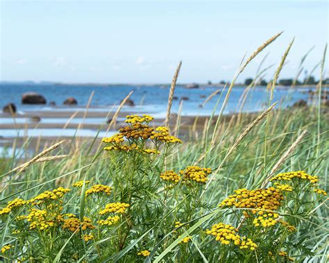 Wild Flower At The Beach Photograph By Tim Clark