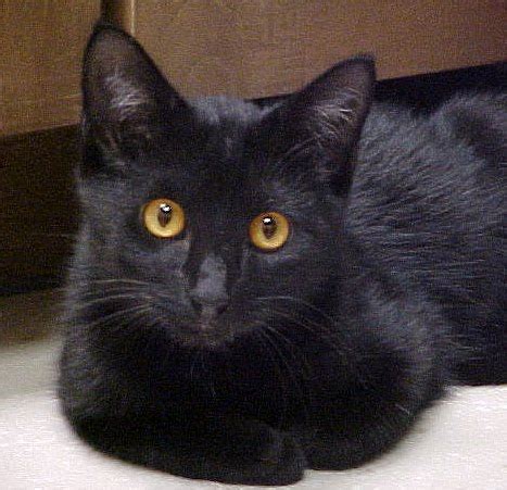Petsmart canada, largest specialty pet retailer in north america. Hyde Park Cats | TNR: black cat / bake sale