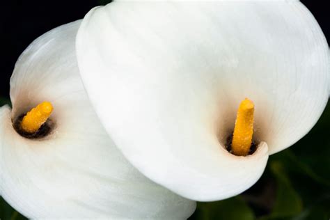 Flower Of The Week Calla Lily
