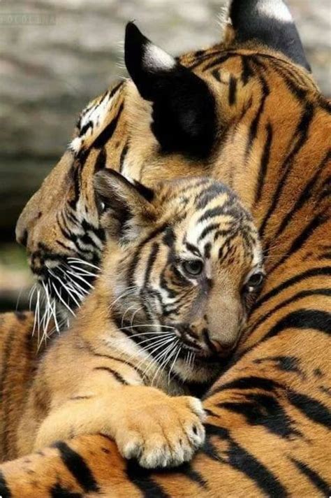 Mother Tiger Cradling Her Cub Nature Animals Animals And Pets