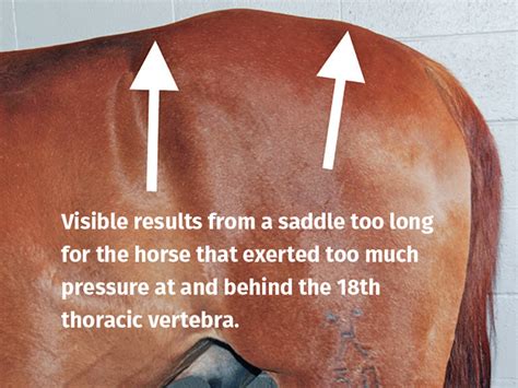 The Role Of Saddle Fit In Equine Back Disorders Horse Journals