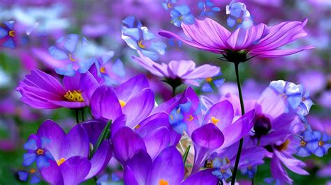 Download Purple Flowers Hd Wallpaper For Desktop Best Collection By Emilyh Purple Flower